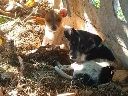 Cachorro ra a SRD-ViraLata idade 2 a 6 meses nome Flora e Bento
