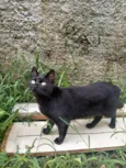Ravena,pretinha,soca