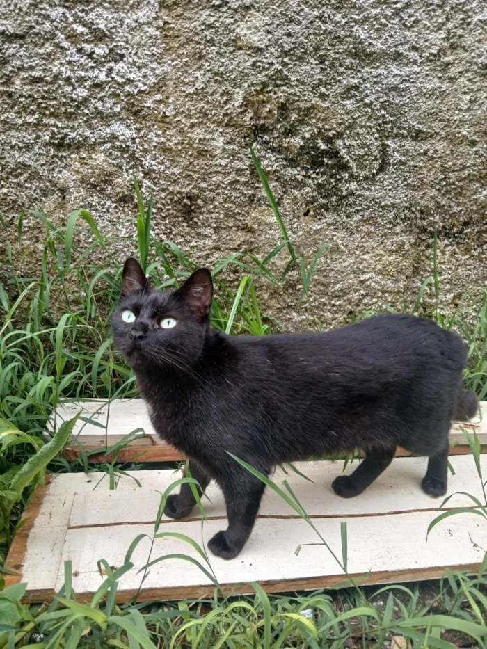 Gato ra a SRD-ViraLata idade 4 anos nome Ravena,pretinha,soca