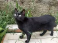 Ravena,pretinha,soca