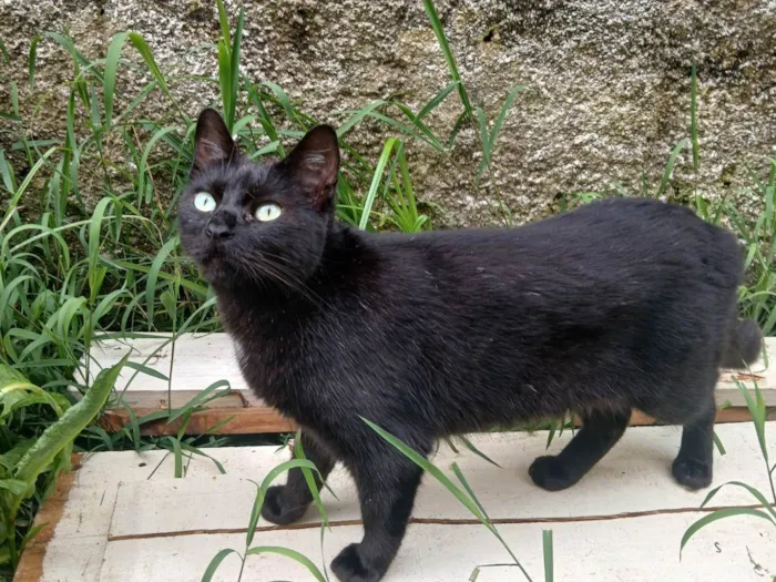 Gato ra a SRD-ViraLata idade 4 anos nome Ravena,pretinha,soca
