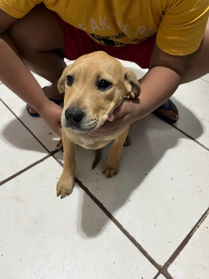 Cachorro ra a Pit-Bull idade 2 a 6 meses nome sem nome