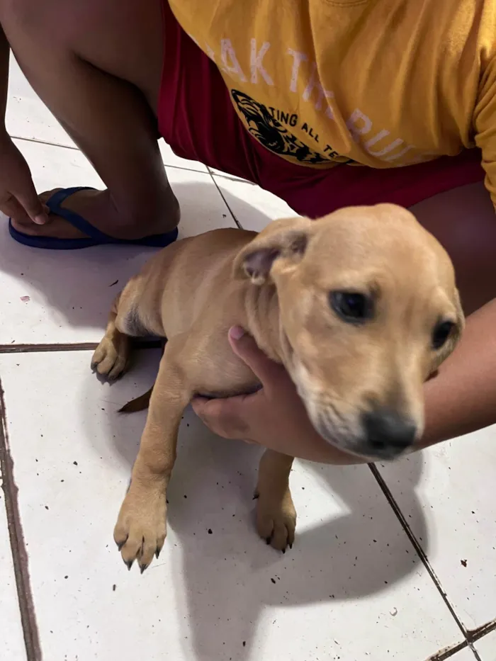 Cachorro ra a Pit-Bull idade 2 a 6 meses nome sem nome