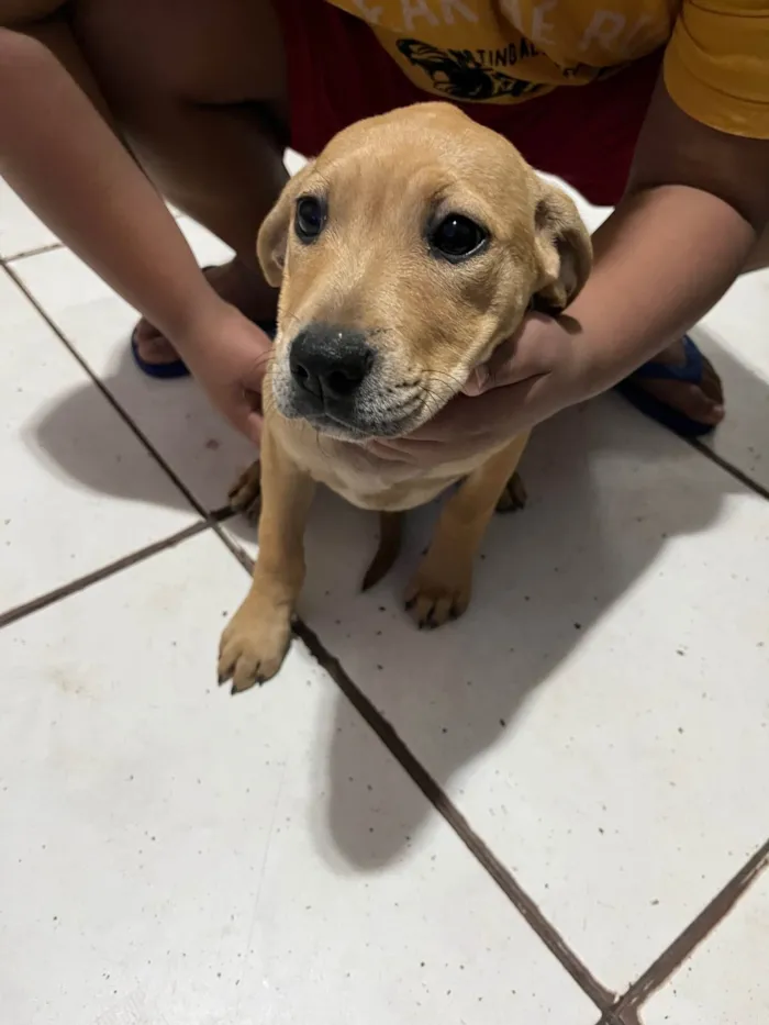 Cachorro ra a Pit-Bull idade 2 a 6 meses nome sem nome