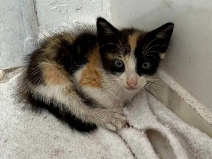 Gato ra a SRD-ViraLata idade Abaixo de 2 meses nome Fiapinha
