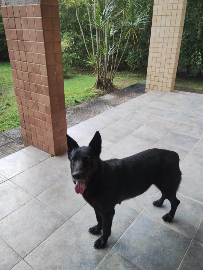 Cachorro ra a Pastor Alemão idade 6 ou mais anos nome Loa