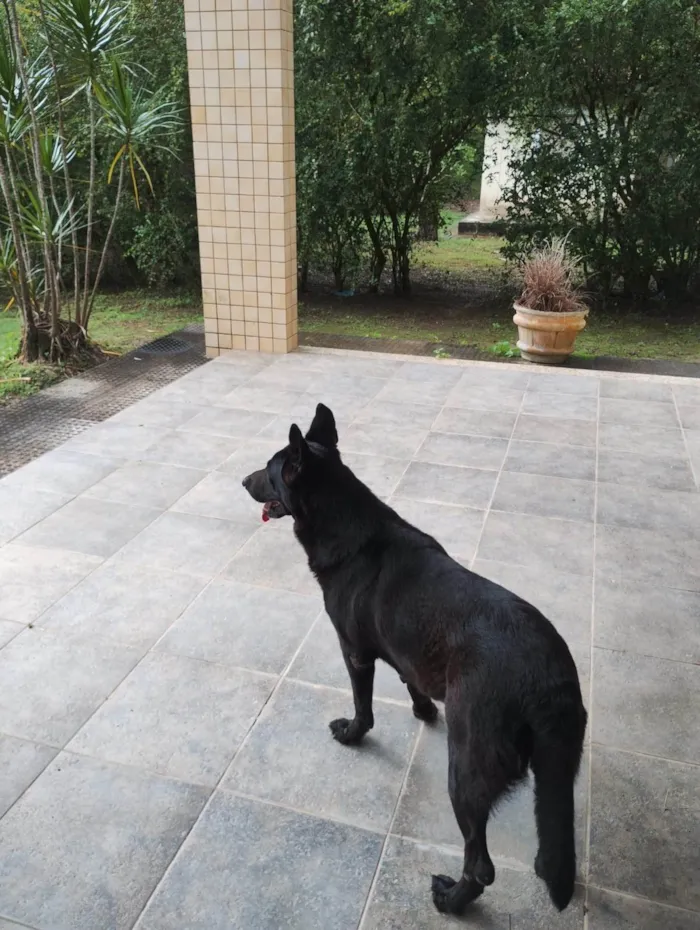 Cachorro ra a Pastor Alemão idade 6 ou mais anos nome Loa
