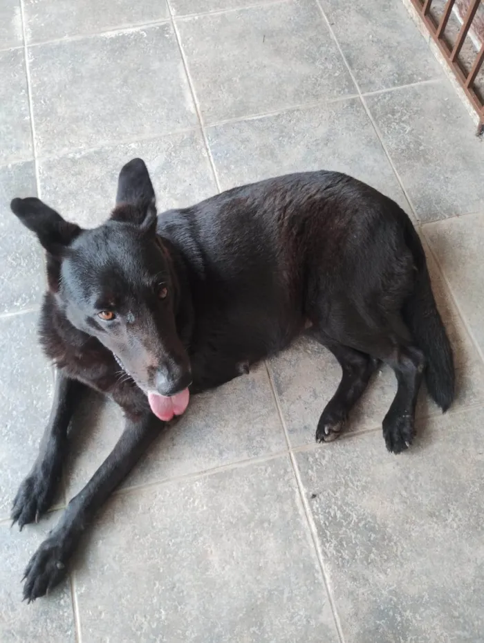 Cachorro ra a Pastor Alemão idade 6 ou mais anos nome Loa