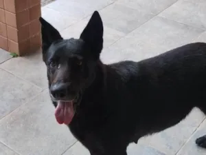 Cachorro raça Pastor Alemão idade 6 ou mais anos nome Loa