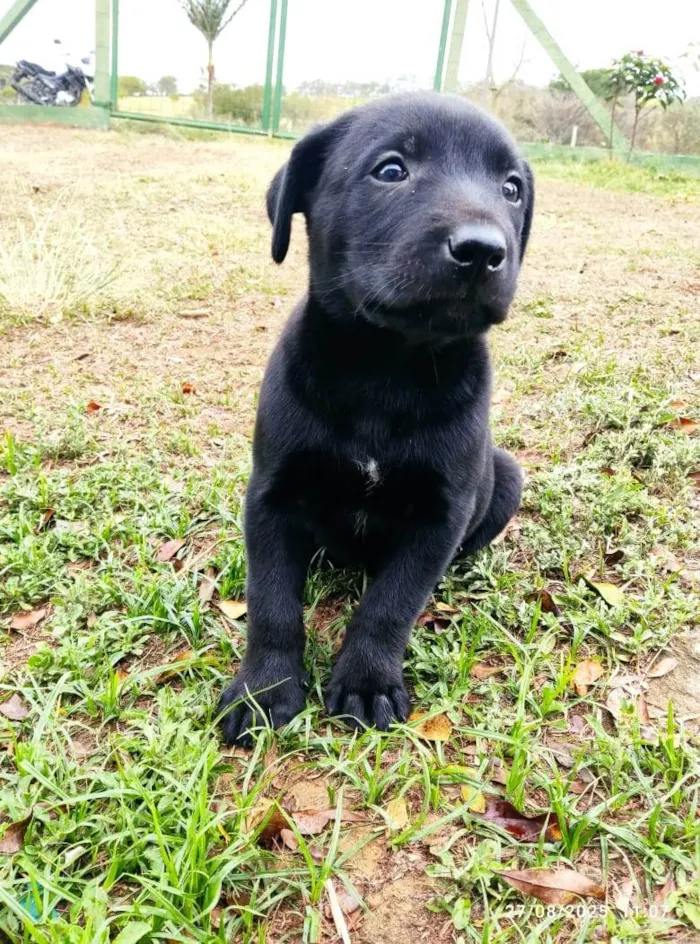 Cachorro ra a SRD-ViraLata idade 2 a 6 meses nome sem nome 