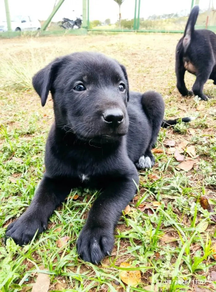Cachorro ra a SRD-ViraLata idade 2 a 6 meses nome sem nome 
