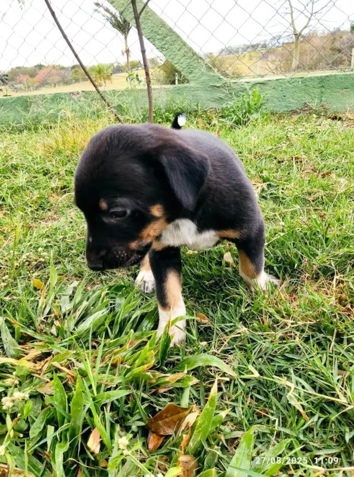 Cachorro ra a SRD-ViraLata idade 2 a 6 meses nome sem nome 