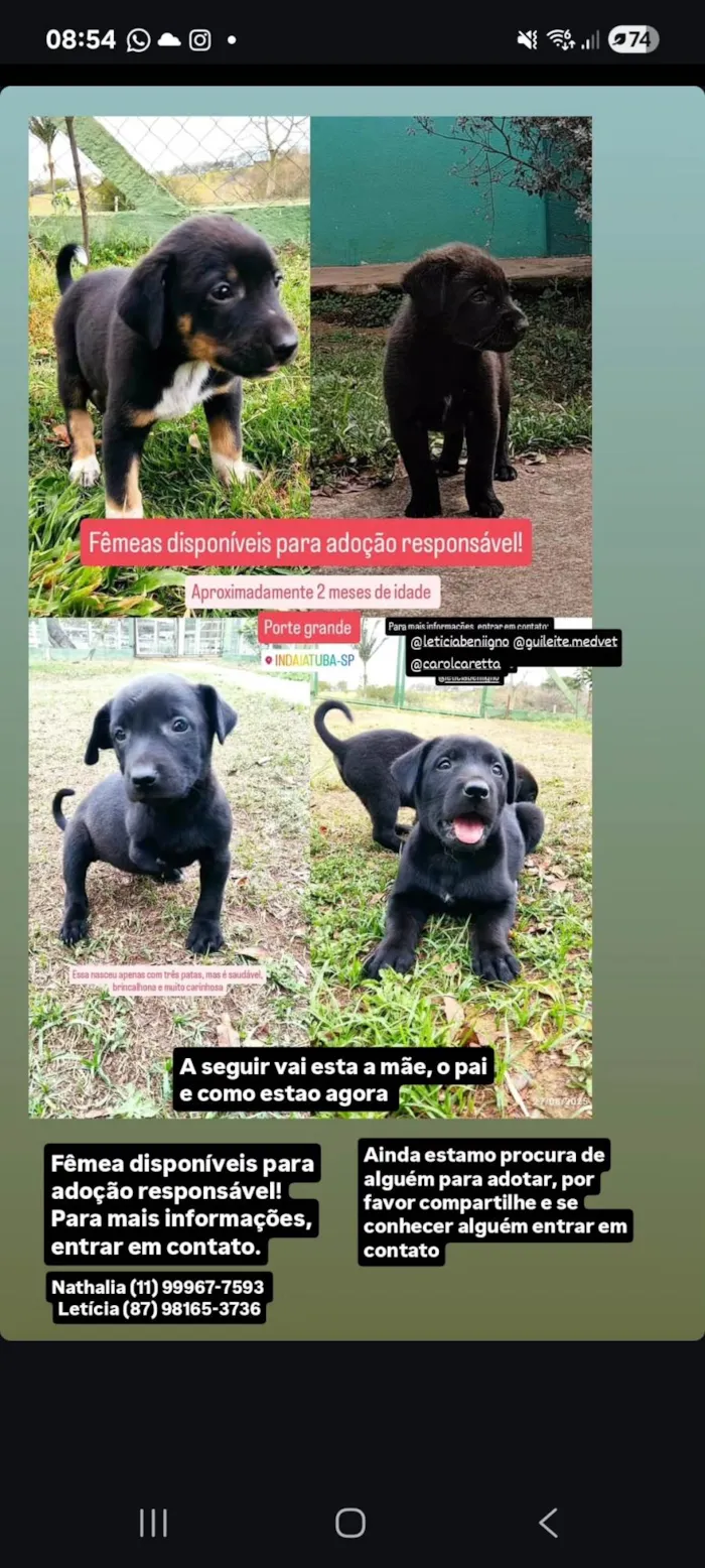 Cachorro ra a SRD-ViraLata idade 2 a 6 meses nome sem nome 