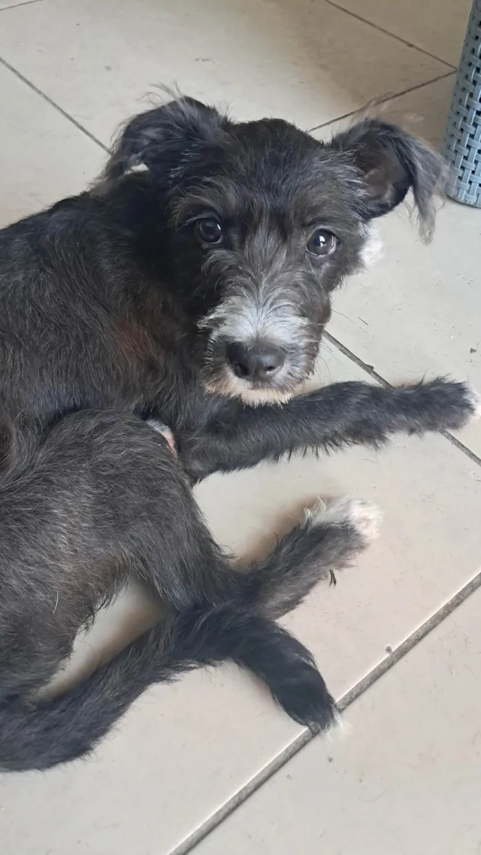 Cachorro ra a SRD-ViraLata idade 2 a 6 meses nome Rufus