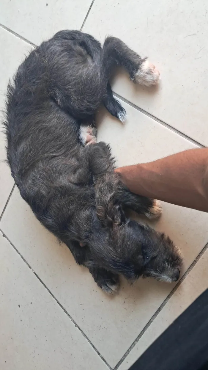 Cachorro ra a SRD-ViraLata idade 2 a 6 meses nome Rufus