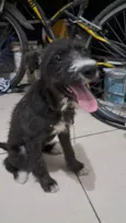 Rufus