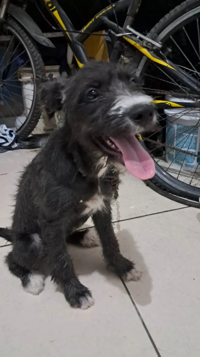 Cachorro ra a SRD-ViraLata idade 2 a 6 meses nome Rufus