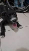 Rufus