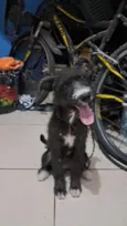 Rufus