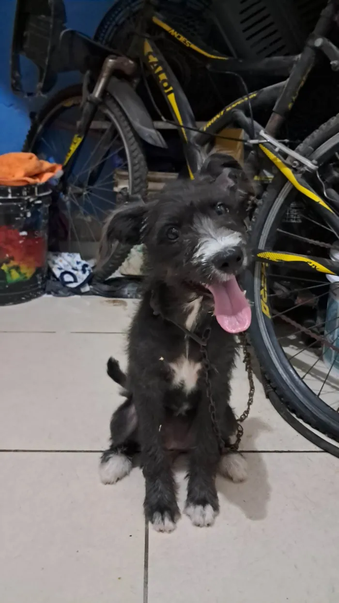 Cachorro ra a SRD-ViraLata idade 2 a 6 meses nome Rufus