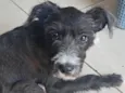 Rufus