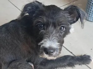 Cachorro raça SRD-ViraLata idade 2 a 6 meses nome Rufus