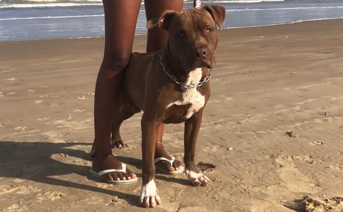 Cachorro ra a Pit-Bull idade 7 a 11 meses nome Bob