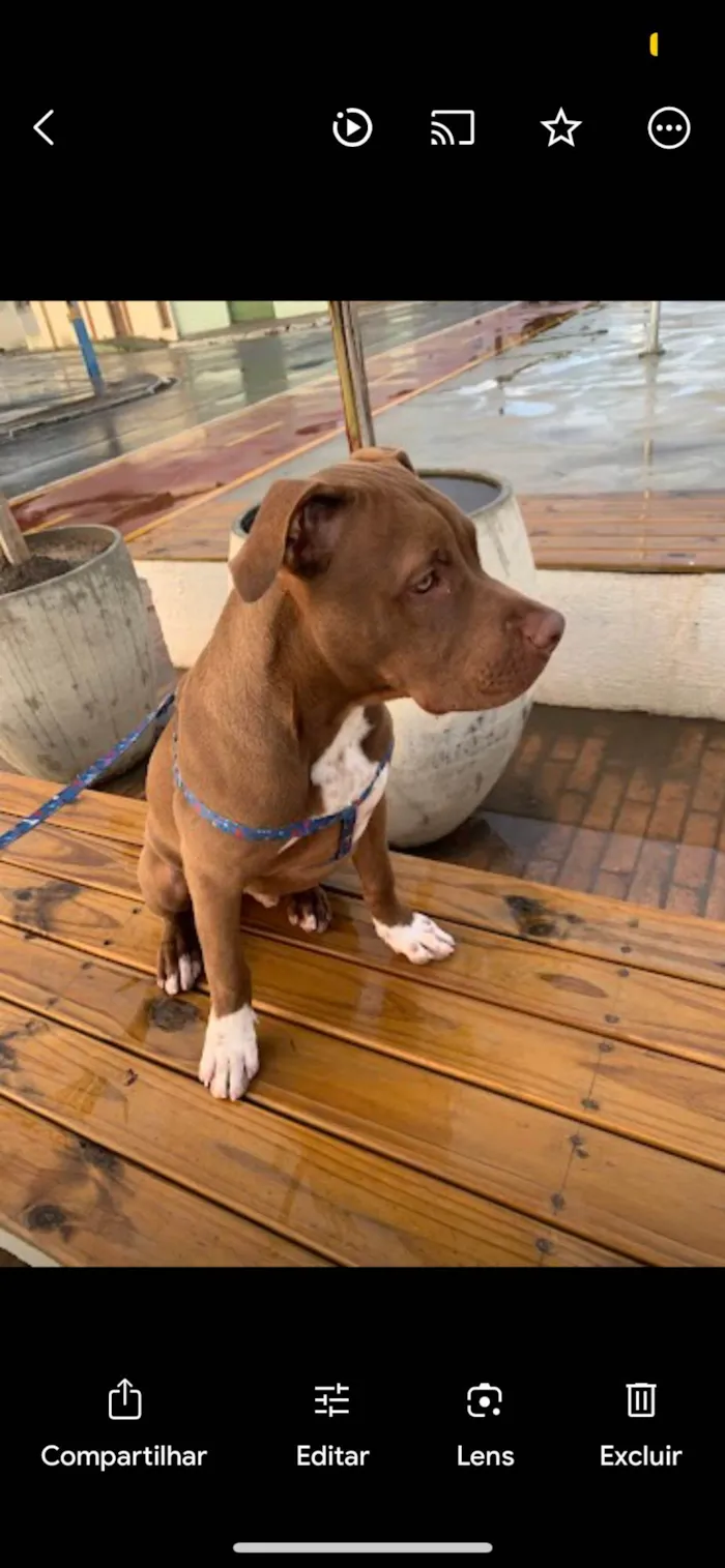 Cachorro ra a Pit-Bull idade 7 a 11 meses nome Bob