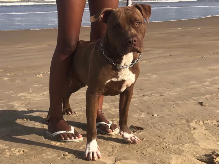 Cachorro ra a Pit-Bull idade 7 a 11 meses nome Bob