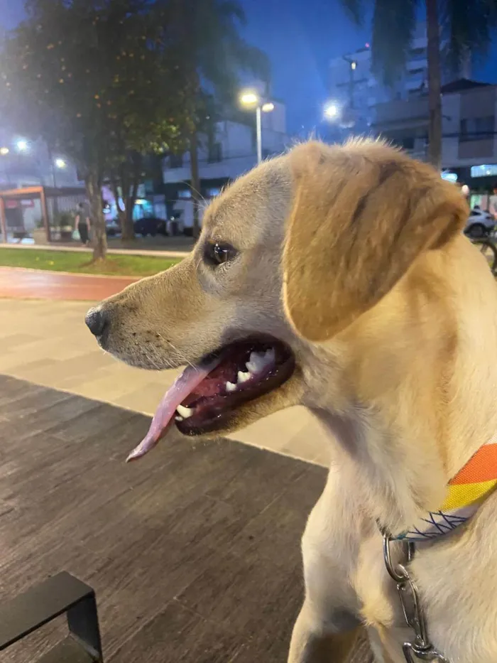 Cachorro ra a Labrador idade 2 anos nome BELLA