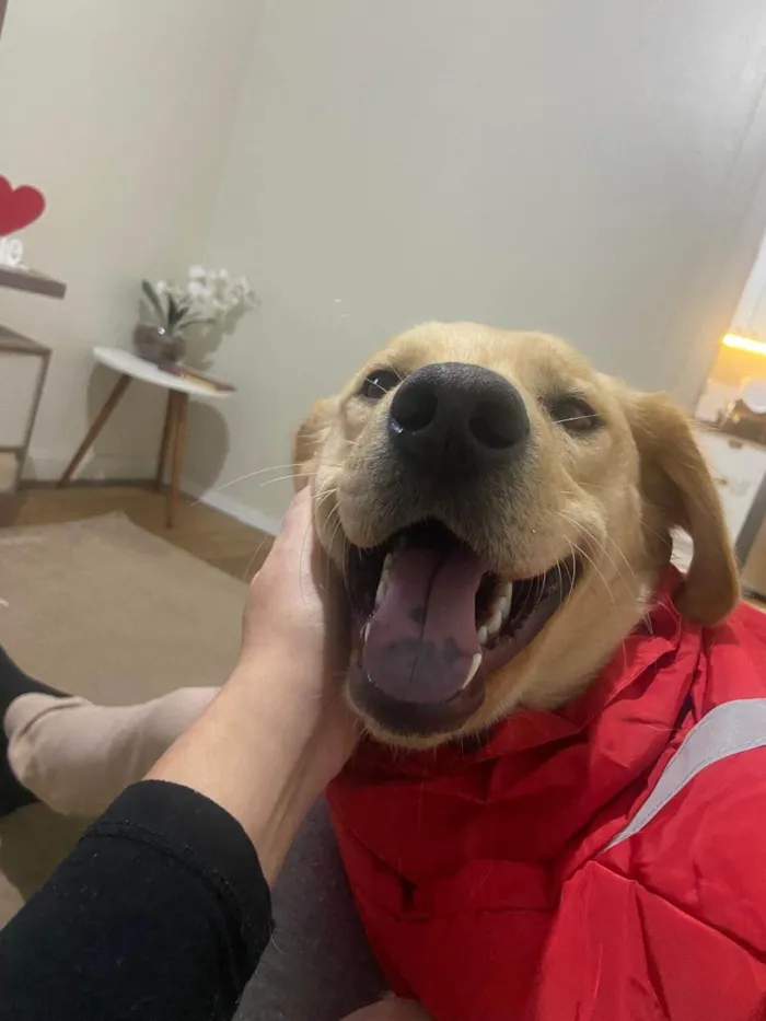 Cachorro ra a Labrador idade 2 anos nome BELLA