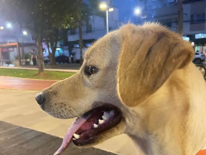 Cachorro ra a Labrador idade 2 anos nome BELLA