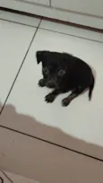Pretinha