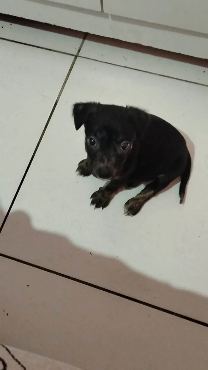 Cachorro ra a SRD-ViraLata idade 2 a 6 meses nome Pretinha