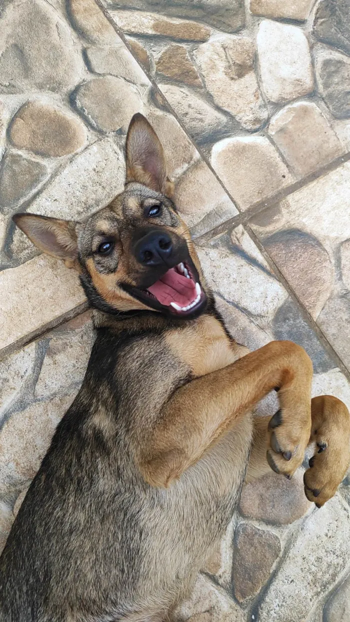 Cachorro ra a SRD-ViraLata idade 1 ano nome Sol