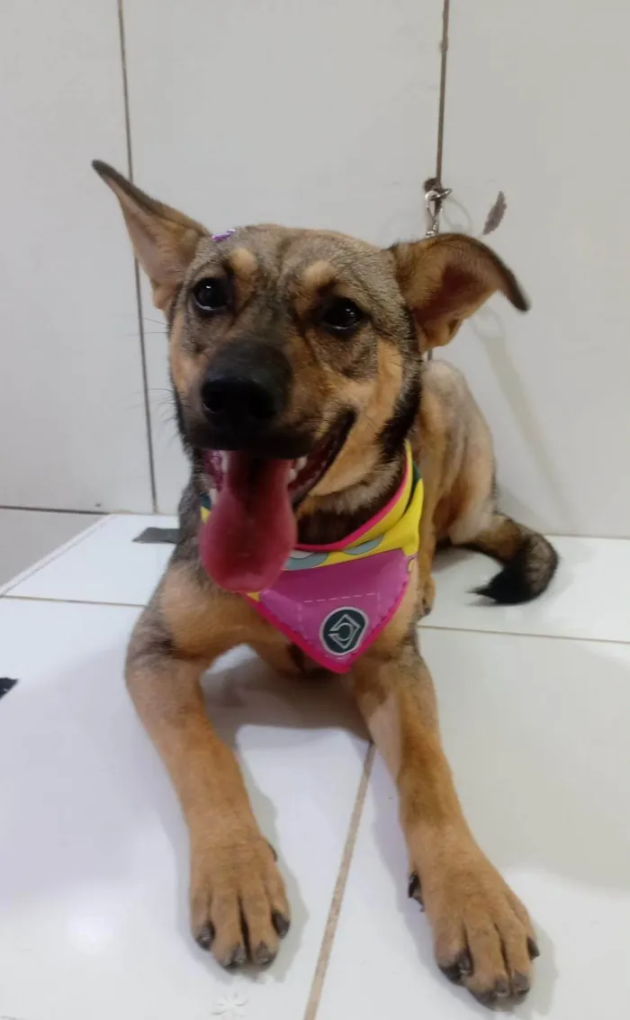 Cachorro ra a SRD-ViraLata idade 1 ano nome Sol