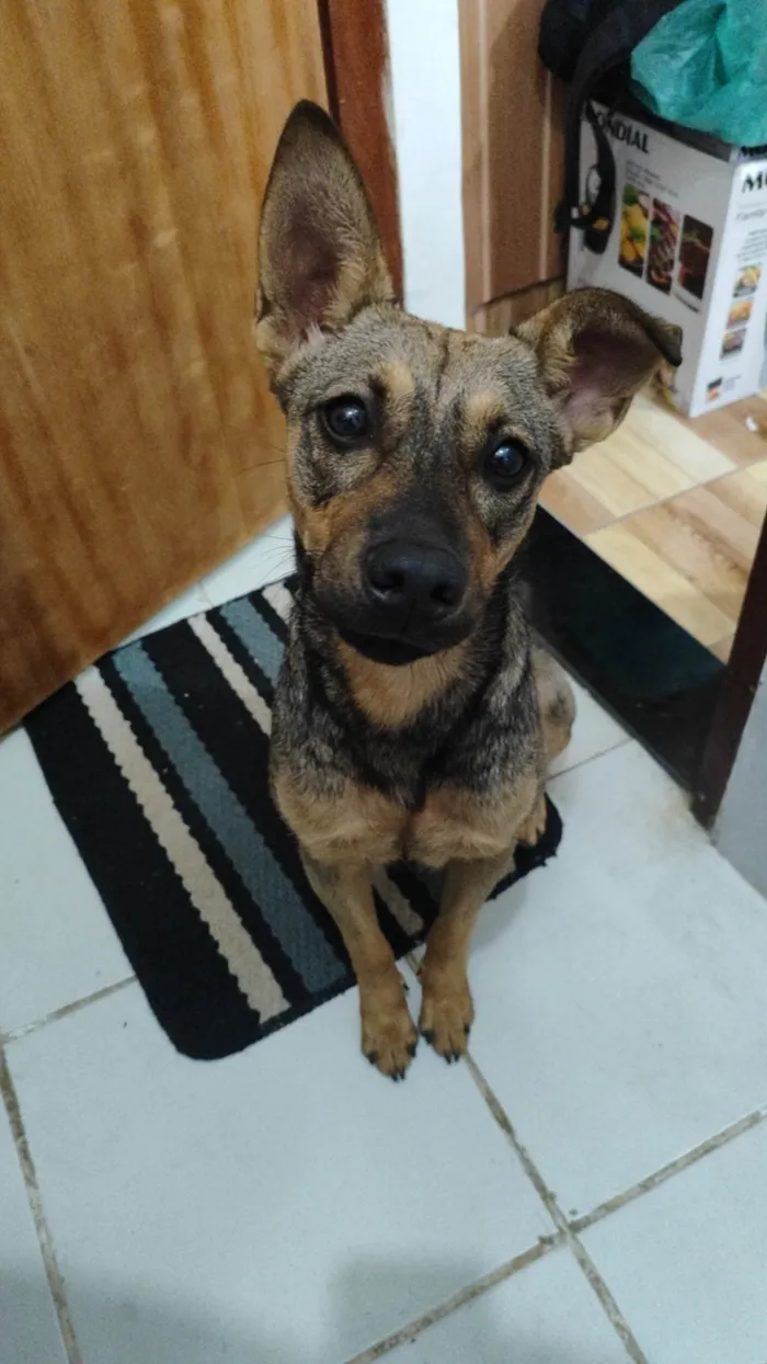 Cachorro ra a SRD-ViraLata idade 1 ano nome Sol