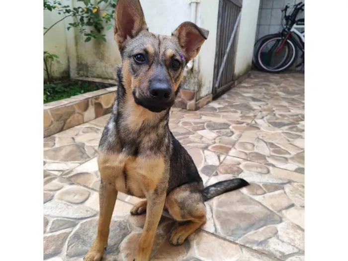 Cachorro ra a SRD-ViraLata idade 1 ano nome Sol