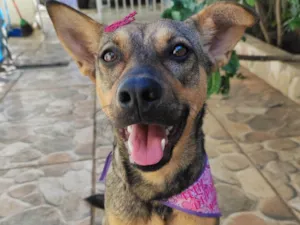 Cachorro raça SRD-ViraLata idade 1 ano nome Sol