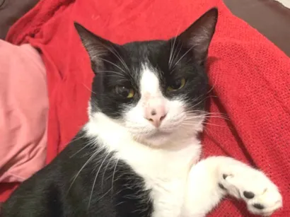 Gato raça SRD-ViraLata idade 3 anos nome Floquinho