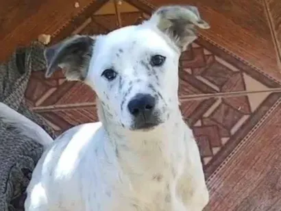 Cachorro raça SRD-ViraLata idade 7 a 11 meses nome Apolo 