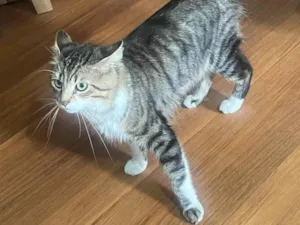 Gato raça SRD-ViraLata idade 4 anos nome Gato