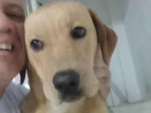 Cachorro raça SRD-ViraLata idade 3 anos nome Dom