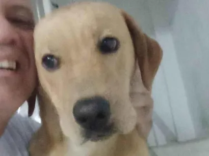 Cachorro raça SRD-ViraLata idade 3 anos nome Dom