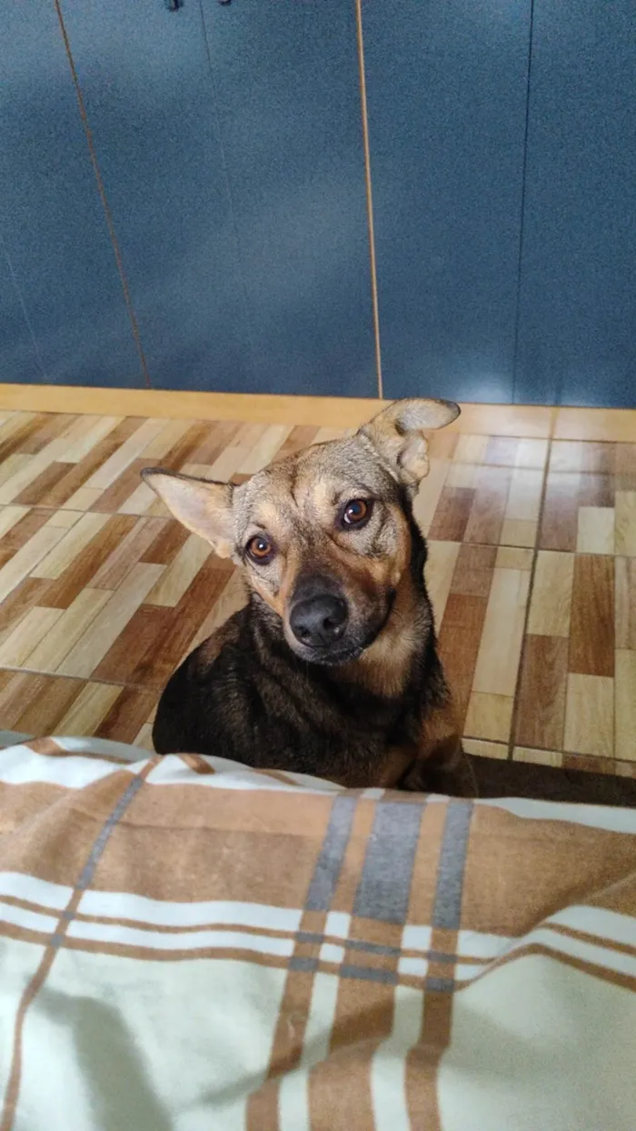 Cachorro ra a SRD-ViraLata idade 1 ano nome Sol