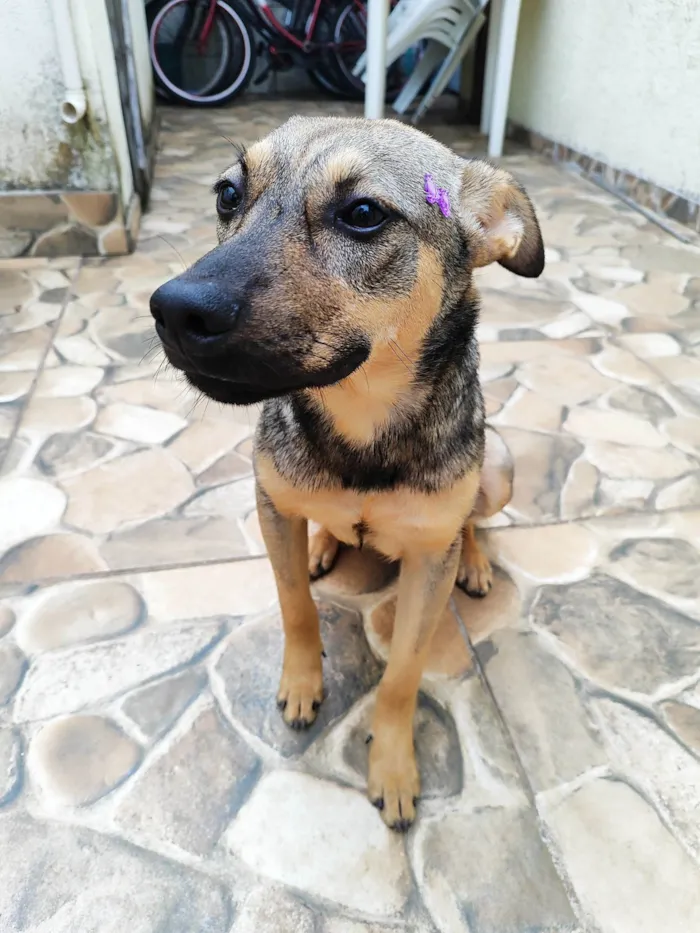 Cachorro ra a SRD-ViraLata idade 1 ano nome Sol