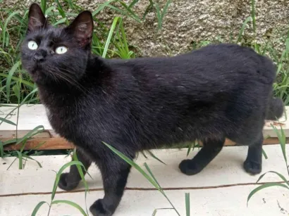 Gato raça SRD-ViraLata idade 4 anos nome Ravena,pretinha,soca