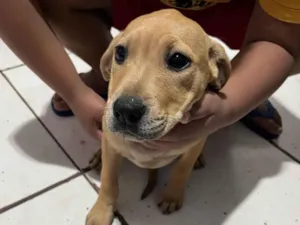 Cachorro raça Pit-Bull idade 2 a 6 meses nome sem nome