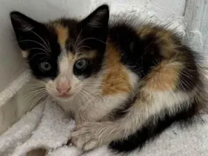 Gato raça SRD-ViraLata idade Abaixo de 2 meses nome Fiapinha