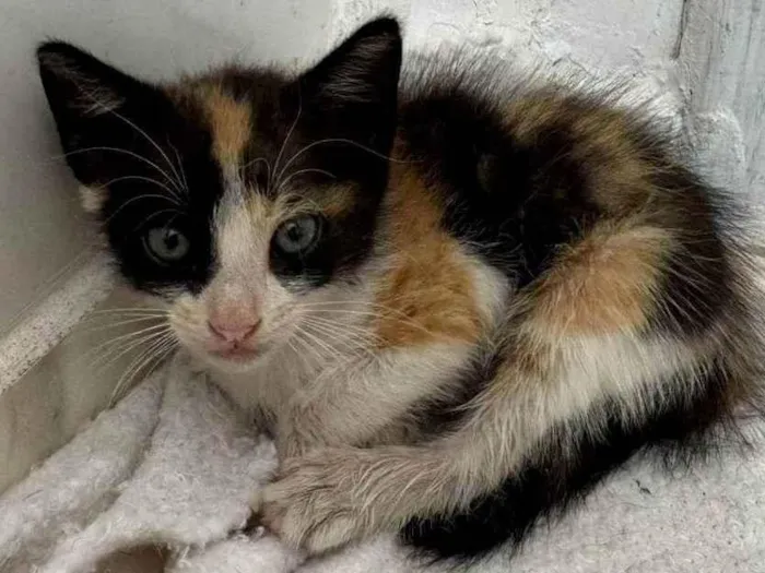 Gato ra a SRD-ViraLata idade Abaixo de 2 meses nome Fiapinha